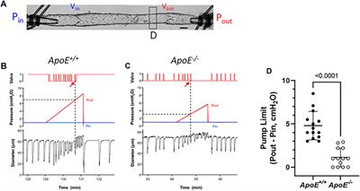 Multiple aspects of lymphatic dysfunction in an ApoE−/− mouse model of hypercholesterolemia